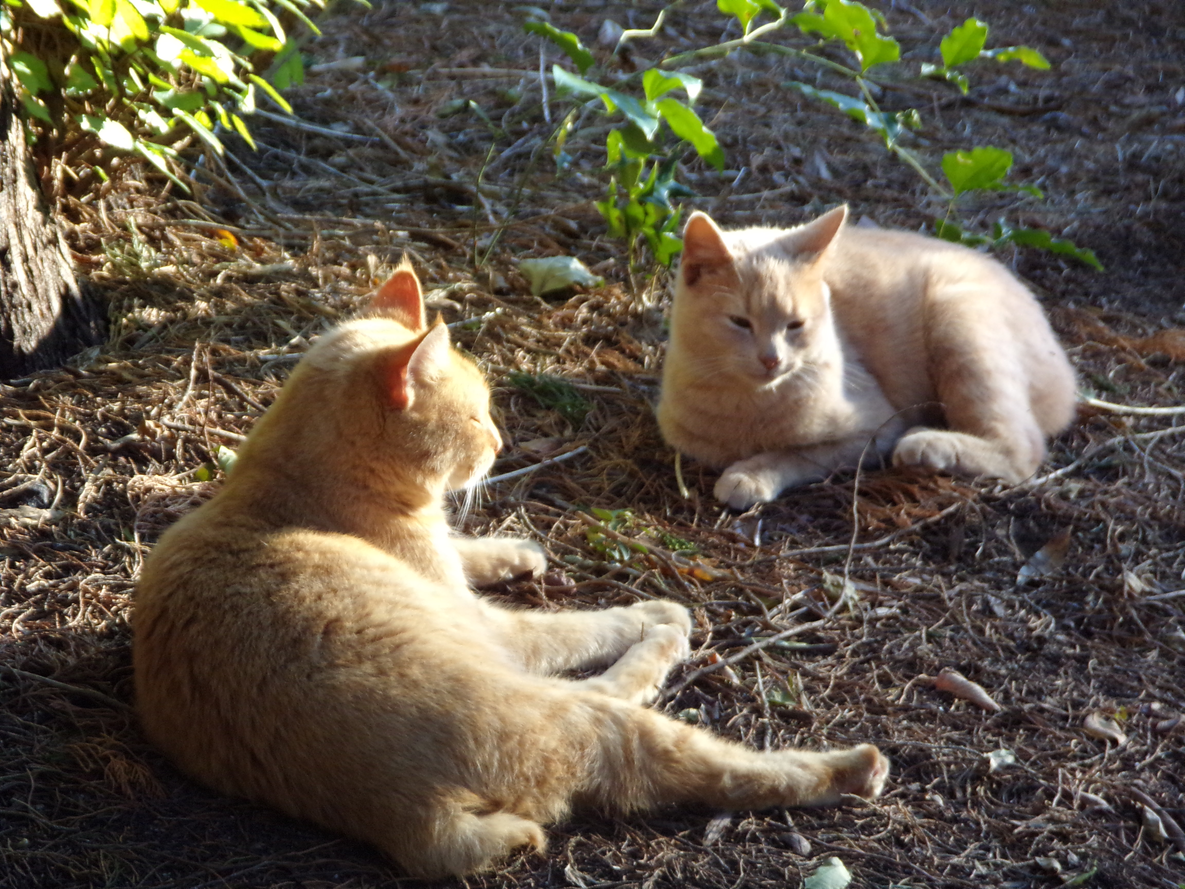 KODAK Digital Still Camera