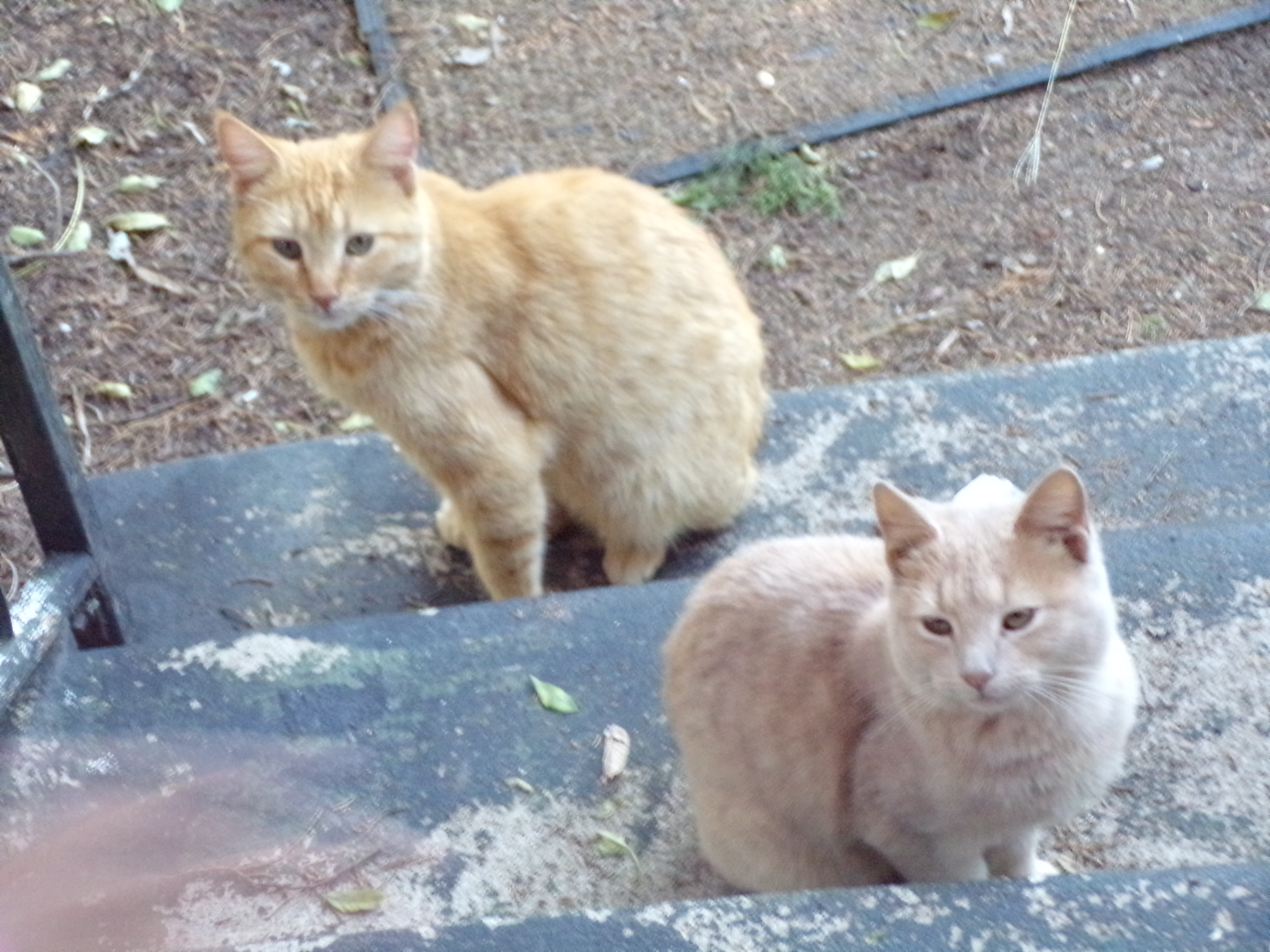 KODAK Digital Still Camera