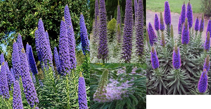 july flower of the month