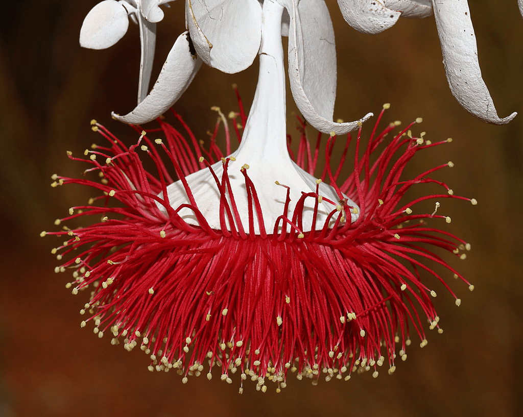 Flower of the Month (Eucalyptus&nbsp;Rhodantha)