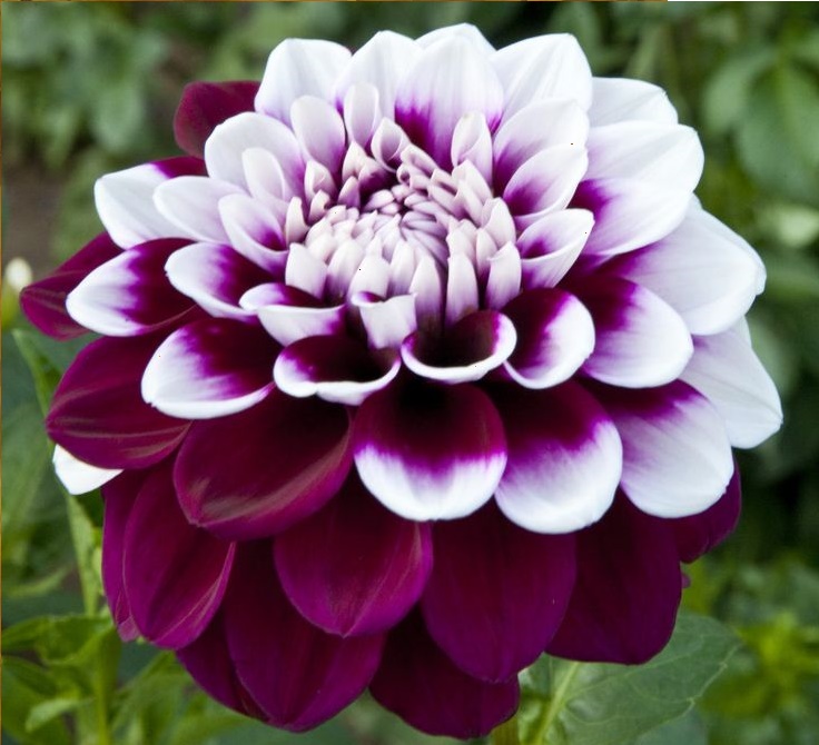 Flower of the Month&nbsp;(Dahlia)