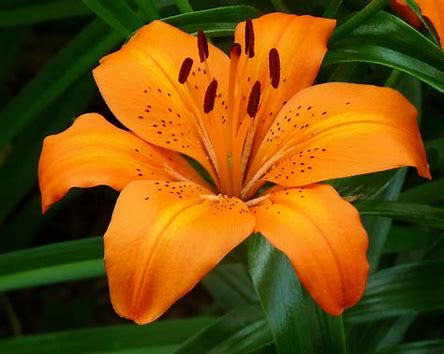 Flower of the&nbsp;Month