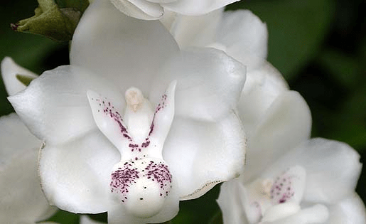 January Flower of the&nbsp;Month