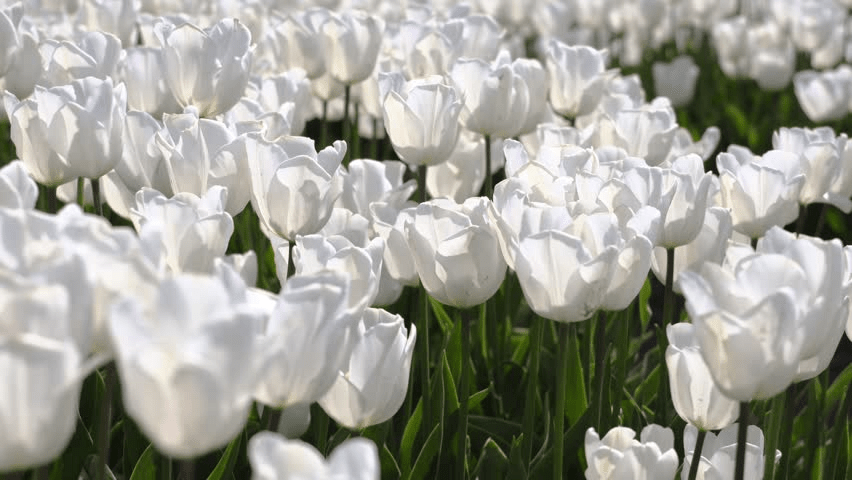 Flower of the&nbsp;Month