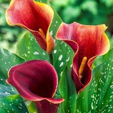 Flower of the&nbsp;Month