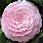 Flower of the&nbsp;Month