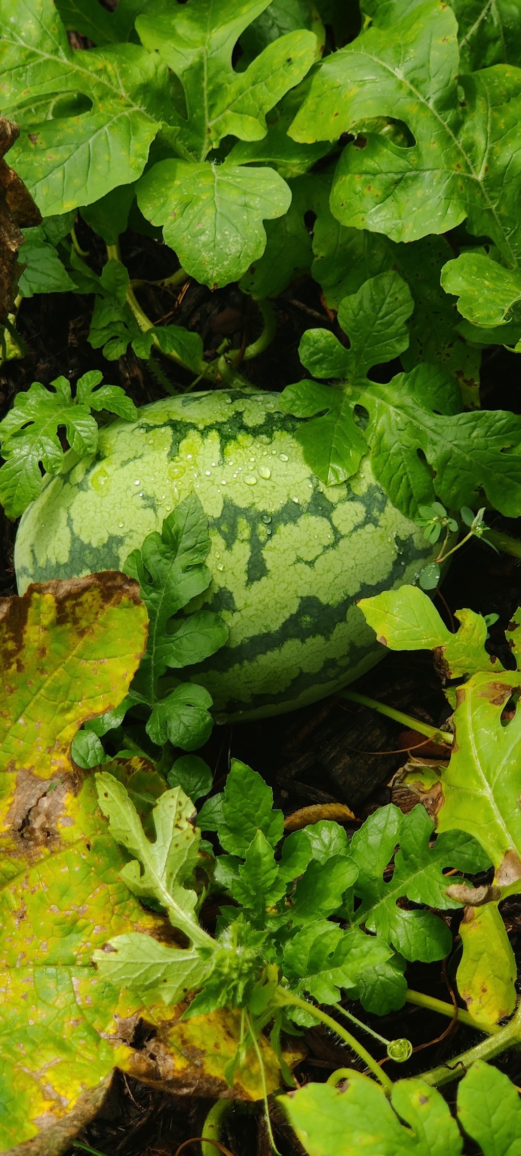 Today in the garden&nbsp;🌿🍒🍉🎃