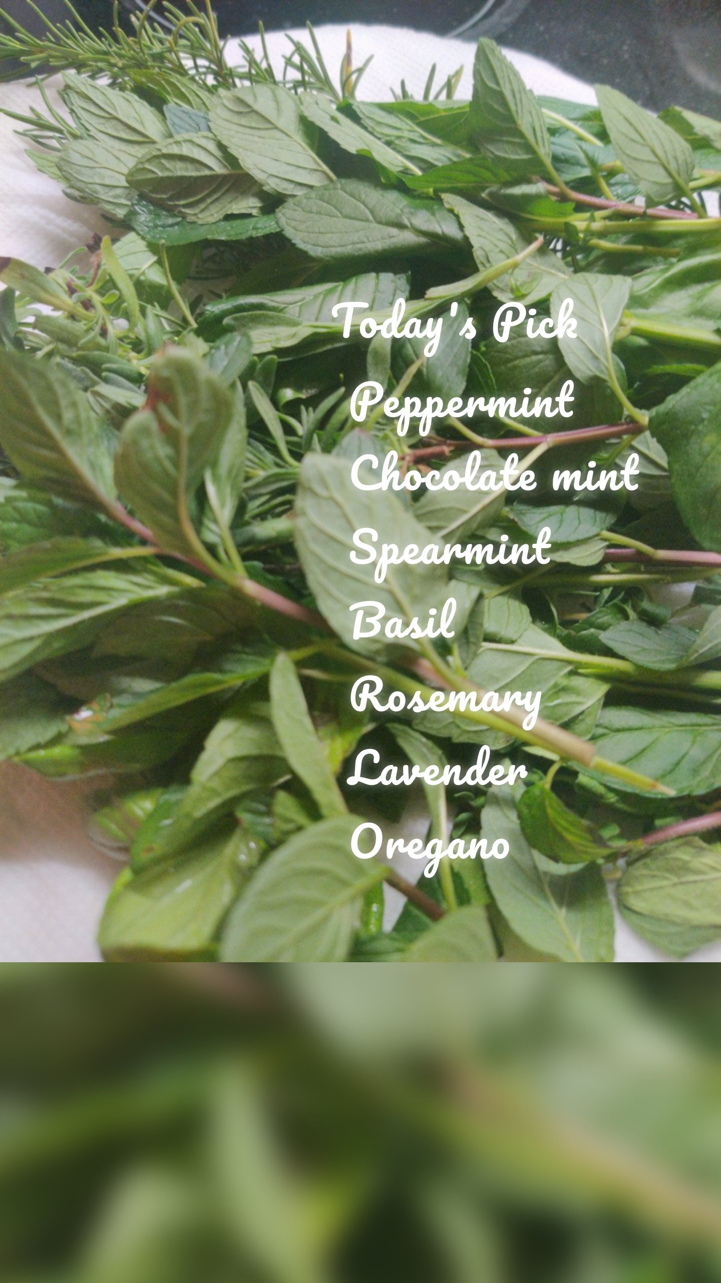 Today's Pick Peppermint
Chocolate mint
Spearmint
Basil
Rosemary
Lavender
Oregano 