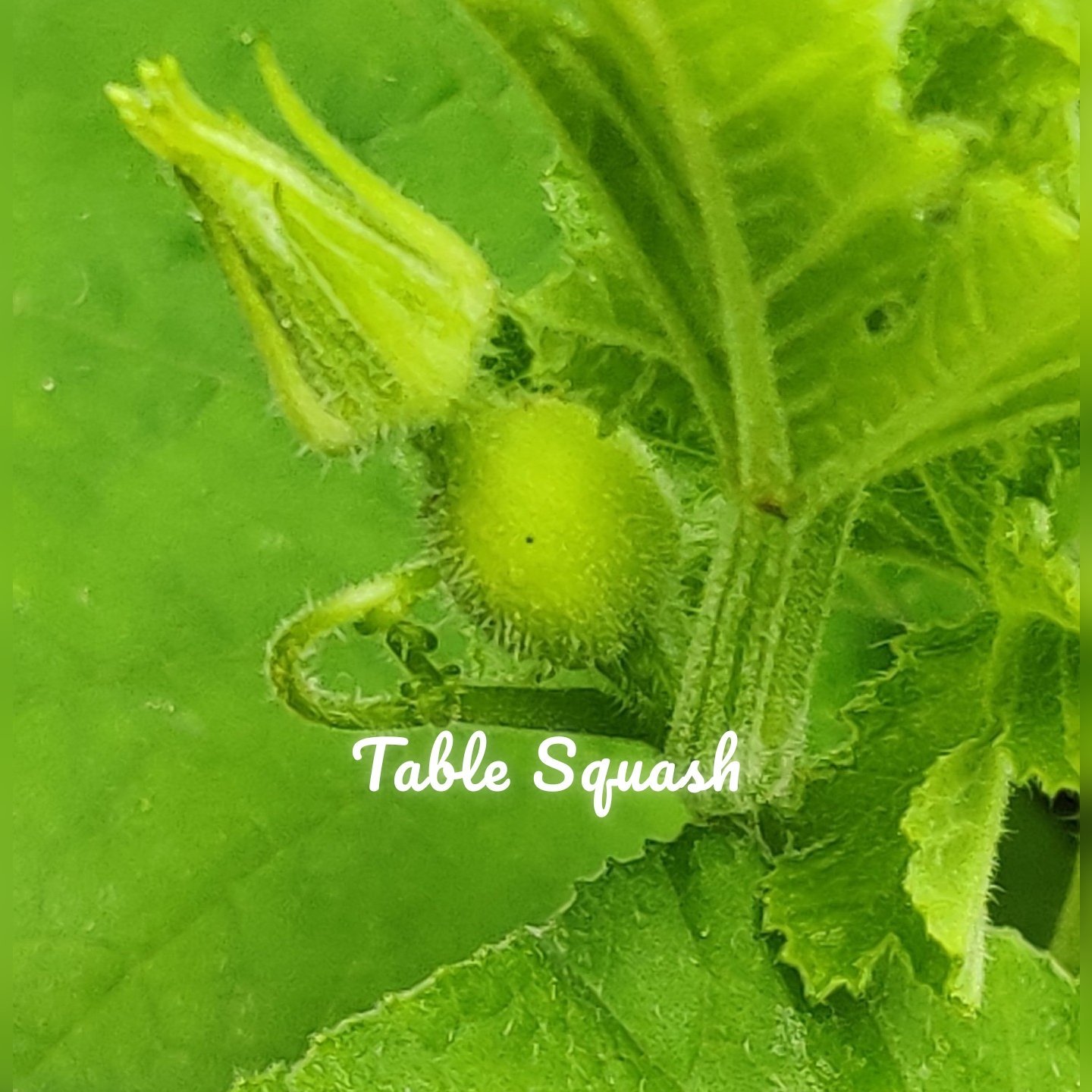 Table Squash