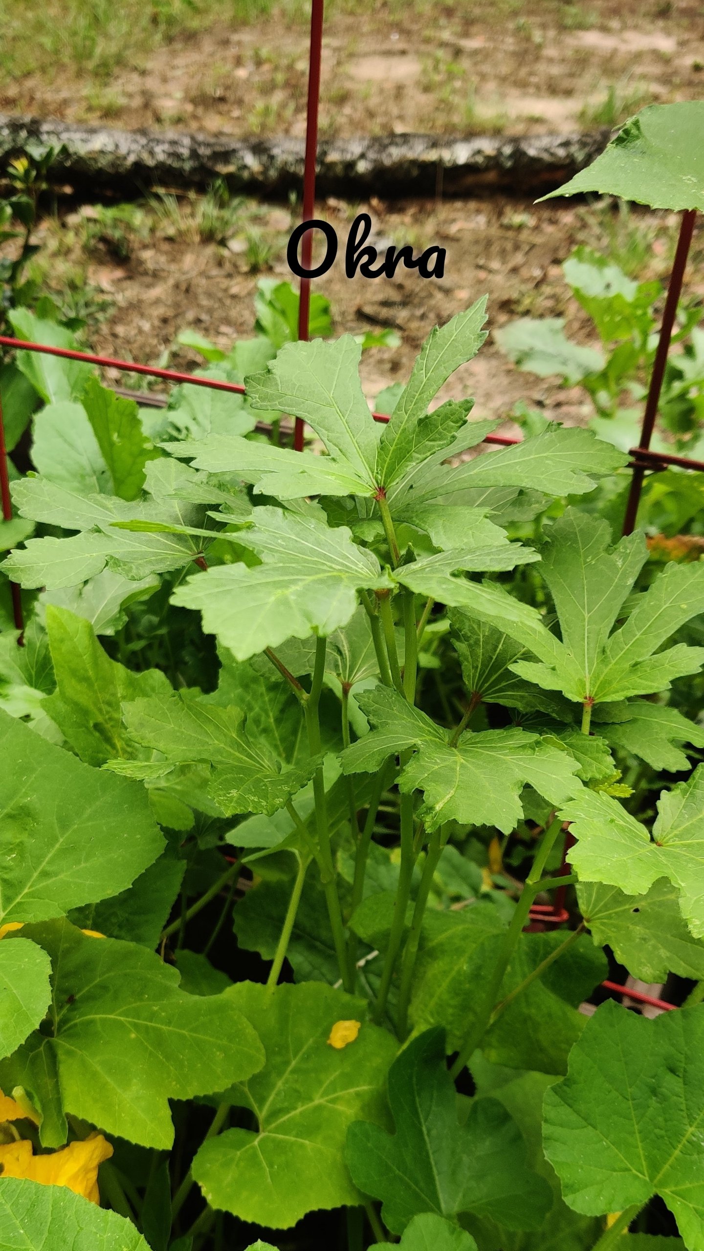 Okra