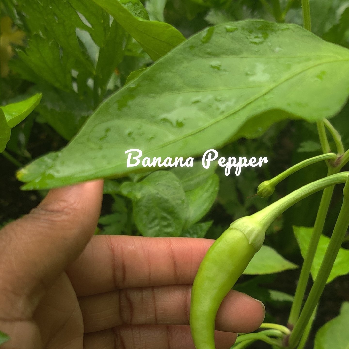Banana Pepper