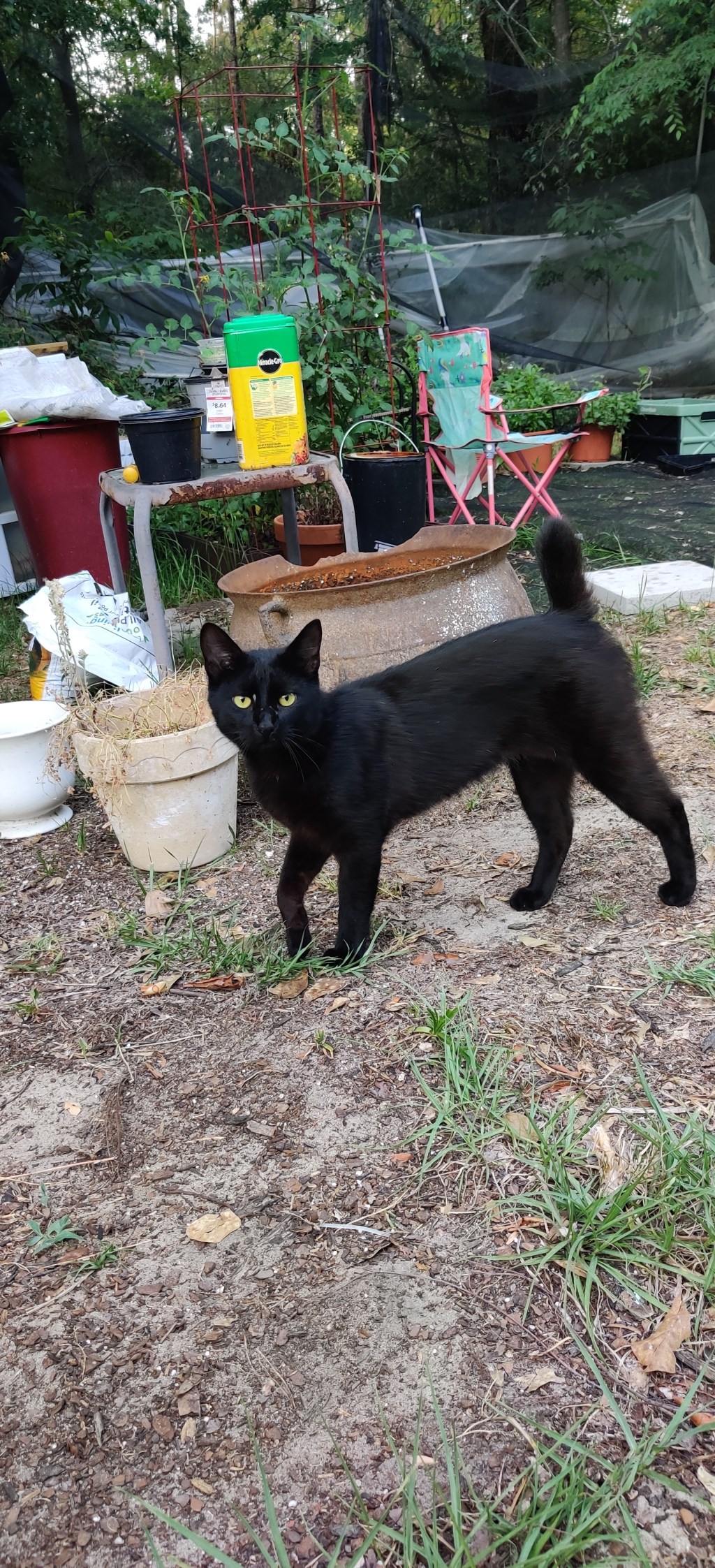 Happy National Black Cat&nbsp;Day